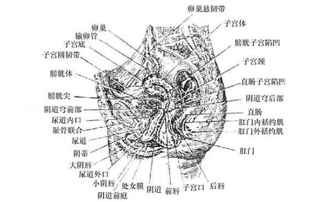 無毛陰道|人體解剖學/女性外生殖器及女性尿道